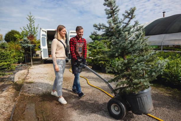 Tree Root Removal in Evergreen Park, IL